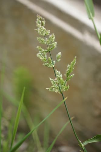 water beard grass
