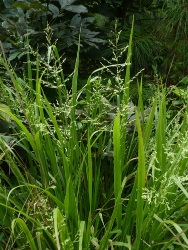 Beaked Panicum