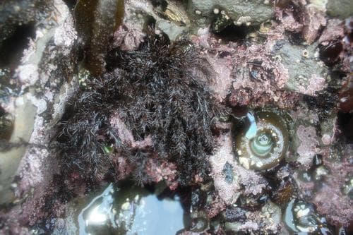 Black Pine Seaweed