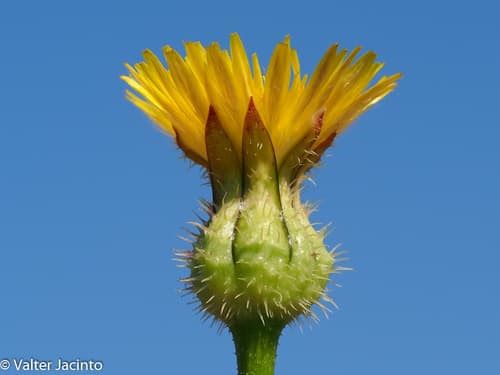 False Hawkbit