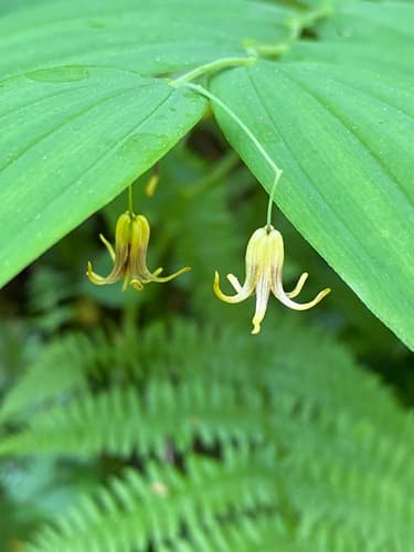 white twisted-stalk