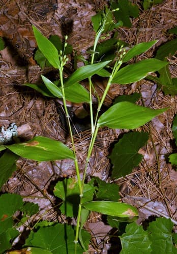 Bosc's Witchgrass