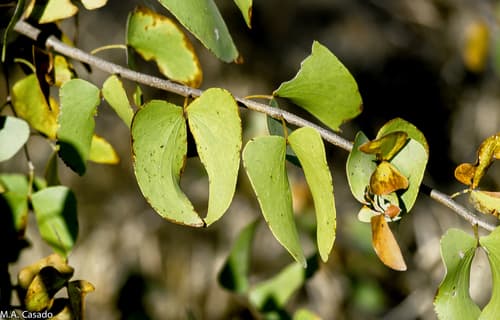 Mopane