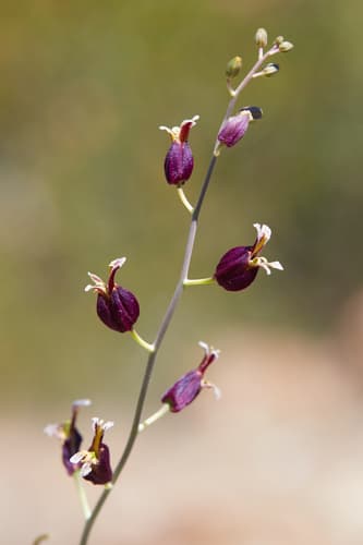 Bristly Jewelflower