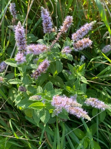 Horse Mint Bonsai