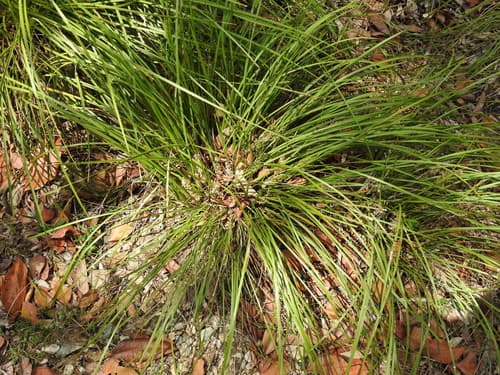 Clumped Matrush
