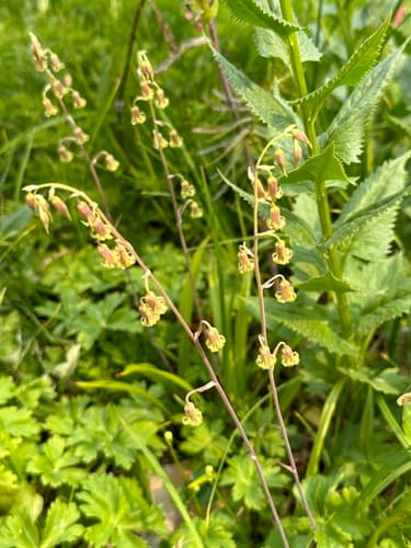 bronze-bells