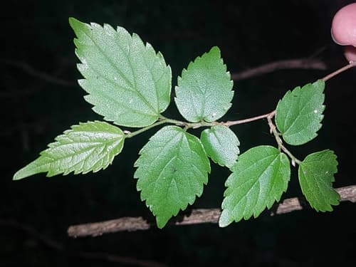 White Stinkwood Bonsai