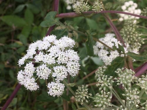 Hairy Angelica