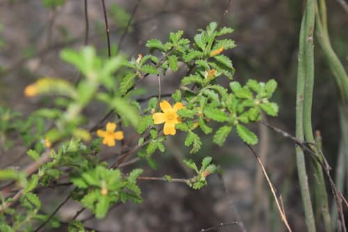 Damiana