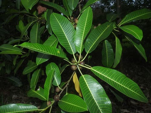 Wild Fig