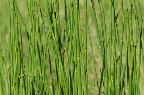 Smooth Horsetail