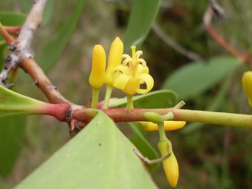 Broad-leaf Geebung