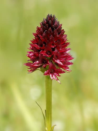 Dark Vanilla Orchid