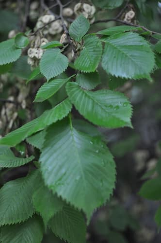 Fluttering Elm