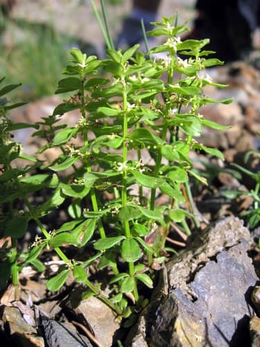 Smooth Crosswort