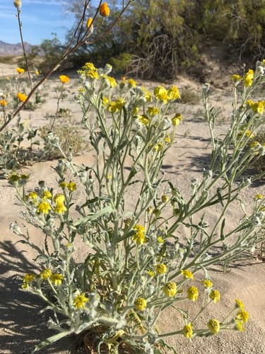 Laxflower