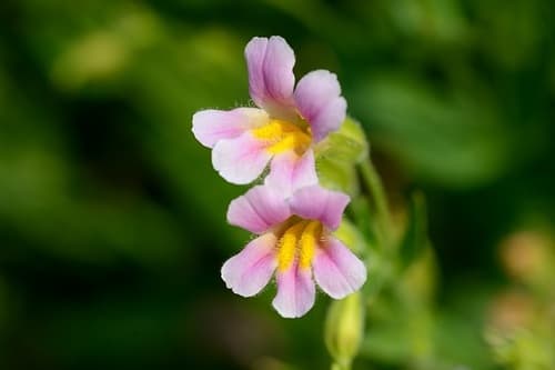 Blushing Monkeyflower Bonsai