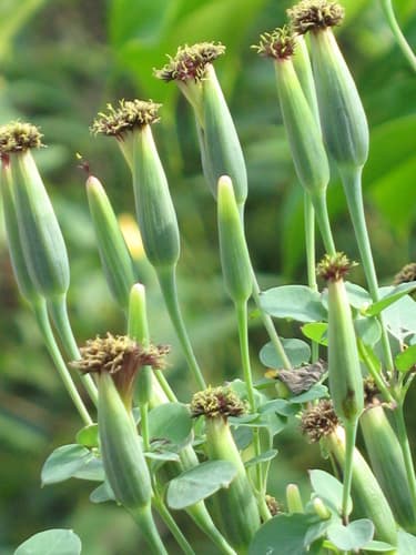 Yerba Porosa