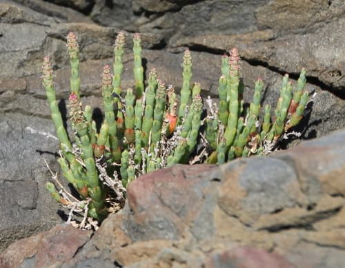 Beaded Samphire