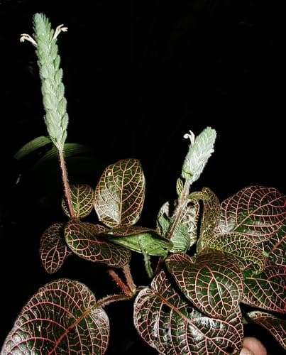 Nerve Plant Bonsai