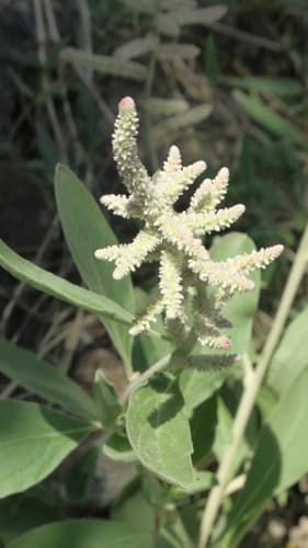 Kapok Bush
