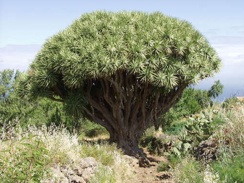 Dragon Tree Bonsai