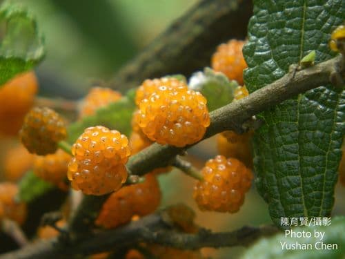 Edible debregeasia