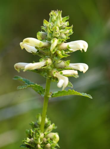 Swamp Lousewort