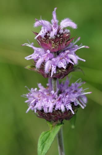 Downy Pagoda Plant