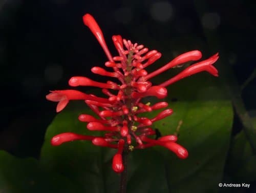 Firespike Bonsai