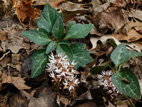 Allegheny Spurge