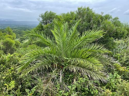 Spiny Date Palm