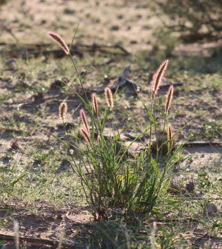 Buffelgrass