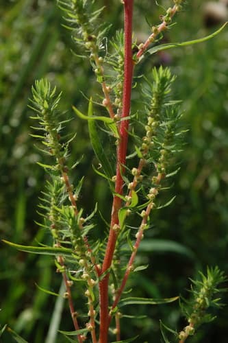 Summer Cypress (Bassia scoparia)