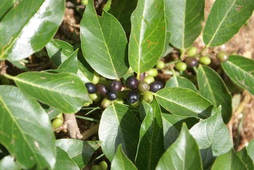 Coastal Goldenleaf