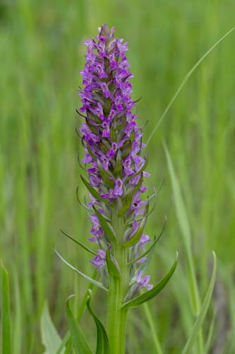 Early Marsh-orchid