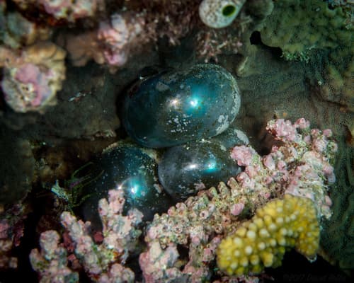sailor's eyeball alga