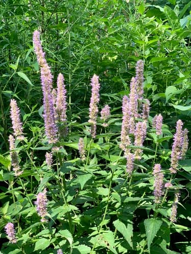 Anise Hyssop