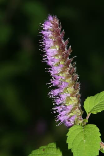 Crested Elsholtzia