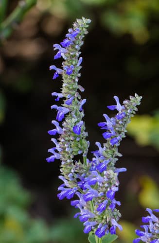 Wild Sage Bonsai