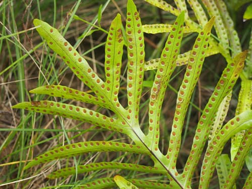 Hound's Tongue Fern