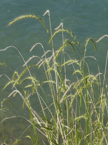 Canada wild rye