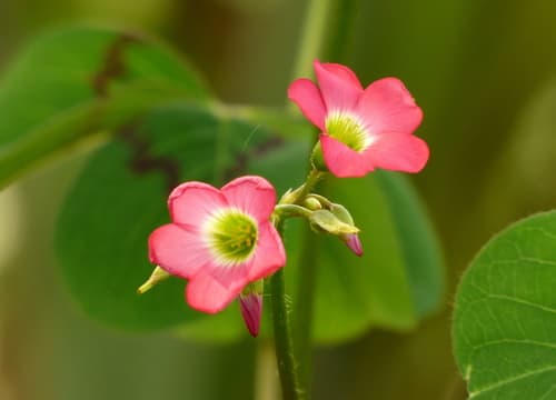 Fourleaf Pink-Sorrel