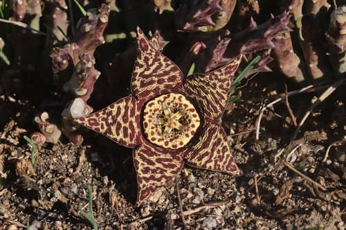 Variegated Carrion-flower