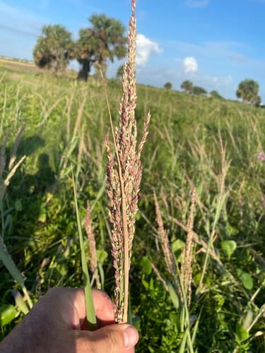 Bitter Panicgrass