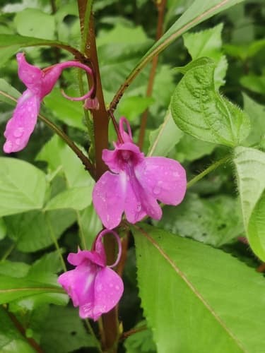Garden balsam