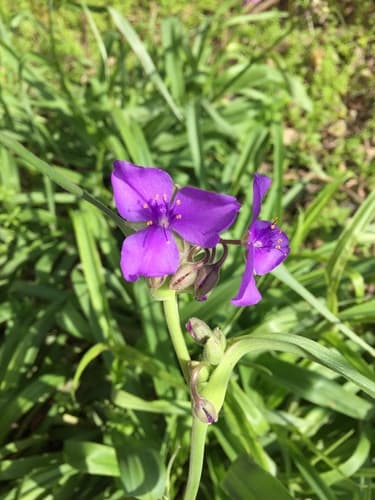 giant spiderwort
