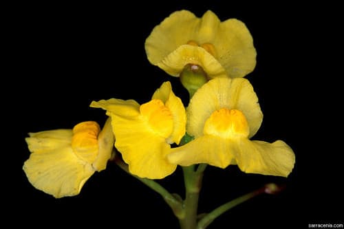 Leafy Bladderwort