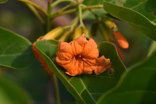Kerosene Tree